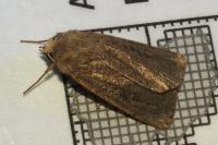 Xestia xanthographa