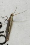Plutella xylostella