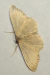 Idaea straminata