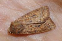 Sunira circellaris