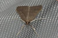 Mecyna asinalis