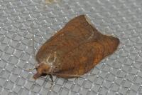 Acleris rhombana
