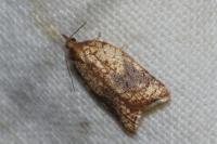 Acleris rhombana