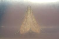 Antigastra catalaunalis