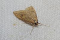 Udea ferrugalis