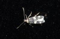 Oegoconia
