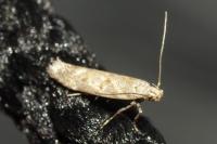 Scrobipalpa