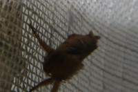Triodia sylvina