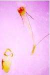 Blastobasis phycidella