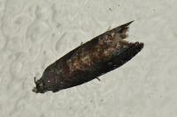 Grapholita funebrana