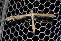 Stenoptilia gallobritannidactyla