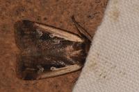 Ochropleura plecta