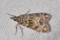 Eudonia mercurella