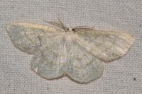 Cabera exanthemata