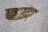 Cydia splendana