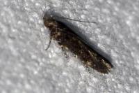 Bryotropha affinis