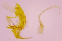 Bryotropha affinis