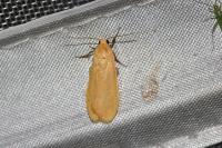 Wittia sororcula