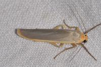 Manulea complana