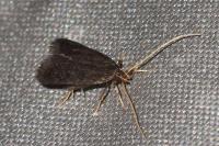 Eurodachtha siculella