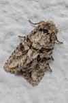 Dryobotodes eremita