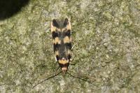 Oegoconia caradjai
