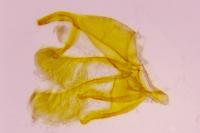 Oegoconia caradjai