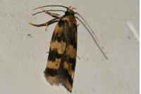 Oegoconia caradjai