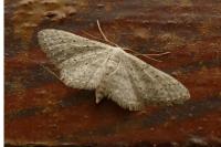 Idaea seriata