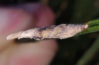 Coleophora calycotomella