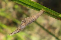 Coleophora calycotomella