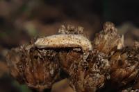Coleophora argentula