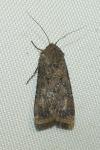 Agrotis segetum