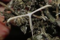 Emmelina argoteles/monodactyla