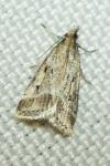 Eudonia pallida