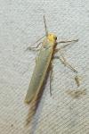 Manulea complana