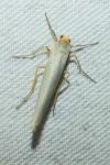 Manulea complana