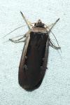 Ochropleura leucogaster