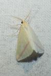 Rhodometra sacraria