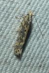 Scrobipalpa suaedicola