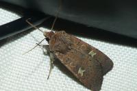 Xestia xanthographa