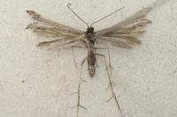 Gypsochares bigoti