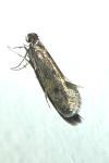 Tinea dubiella/pellionella
