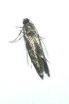 Tinea dubiella/pellionella