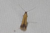 Coptotriche marginea