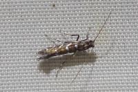 Parectopa ononidis