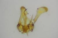 Parornix torquillella
