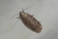 Depressaria douglasella