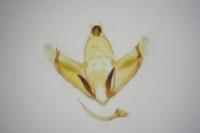 Depressaria douglasella