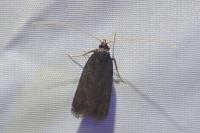 Homaloxestis briantiella